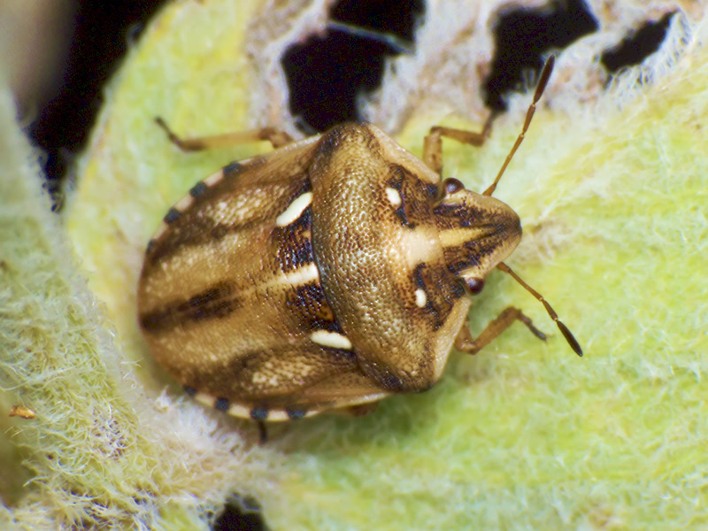 Derula flavoguttata Mulsant & Rey, 1856